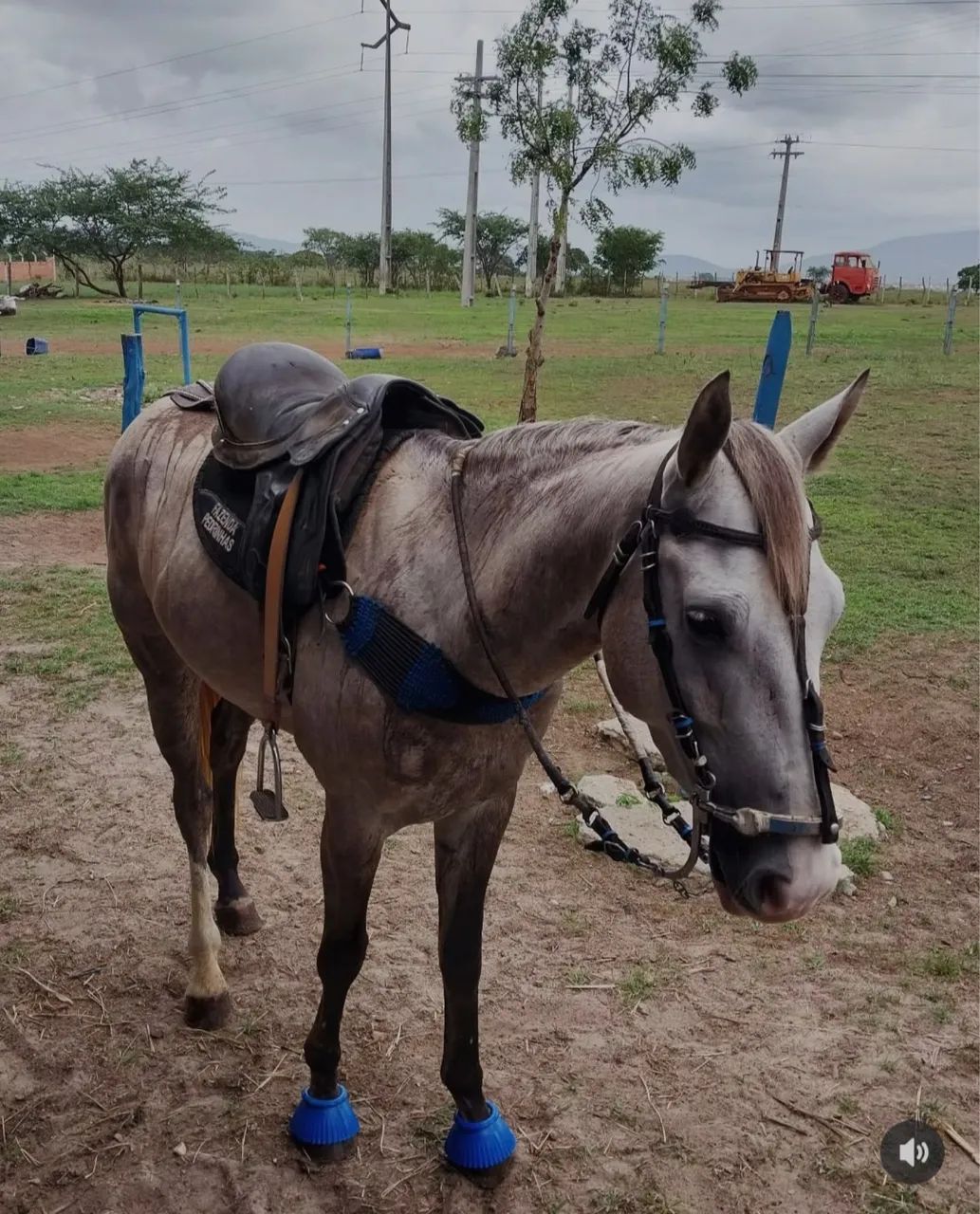 Cavalo manso de vaquejada  - Foto 6