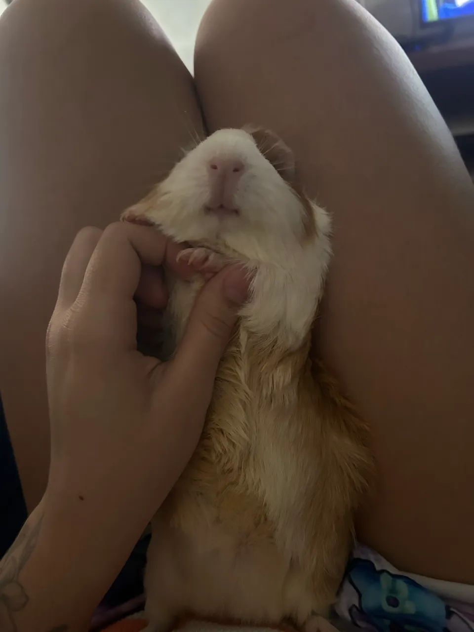 Doa-se porquinho da índia fêmea 5 meses  - Foto 2