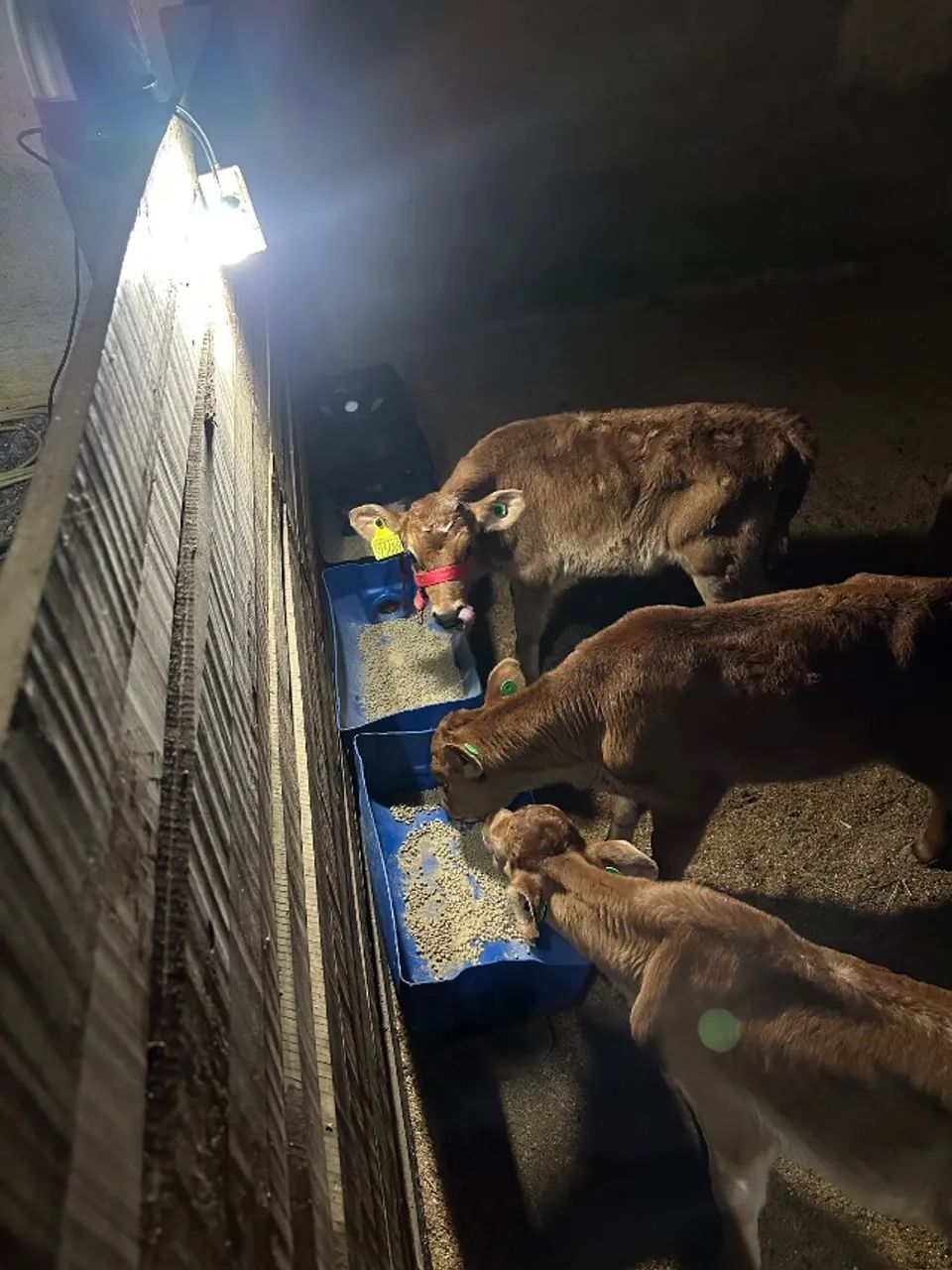 Bezerra apartada, na ração e capim  - Foto 3