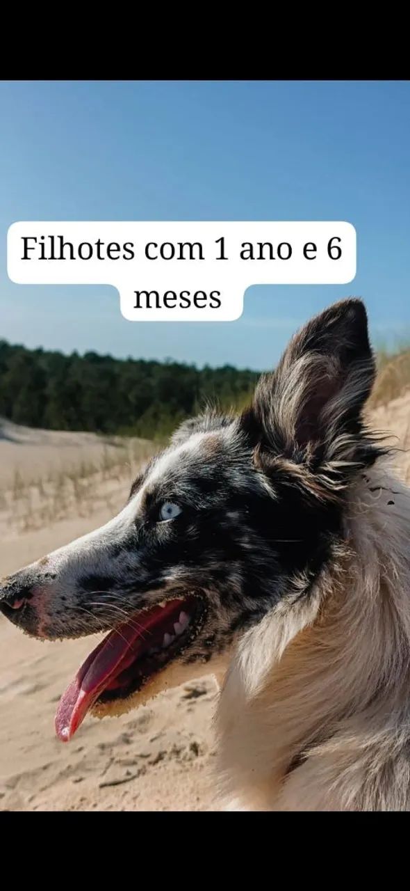 FILHOTE DE BORDER COLLIE  - Foto 6
