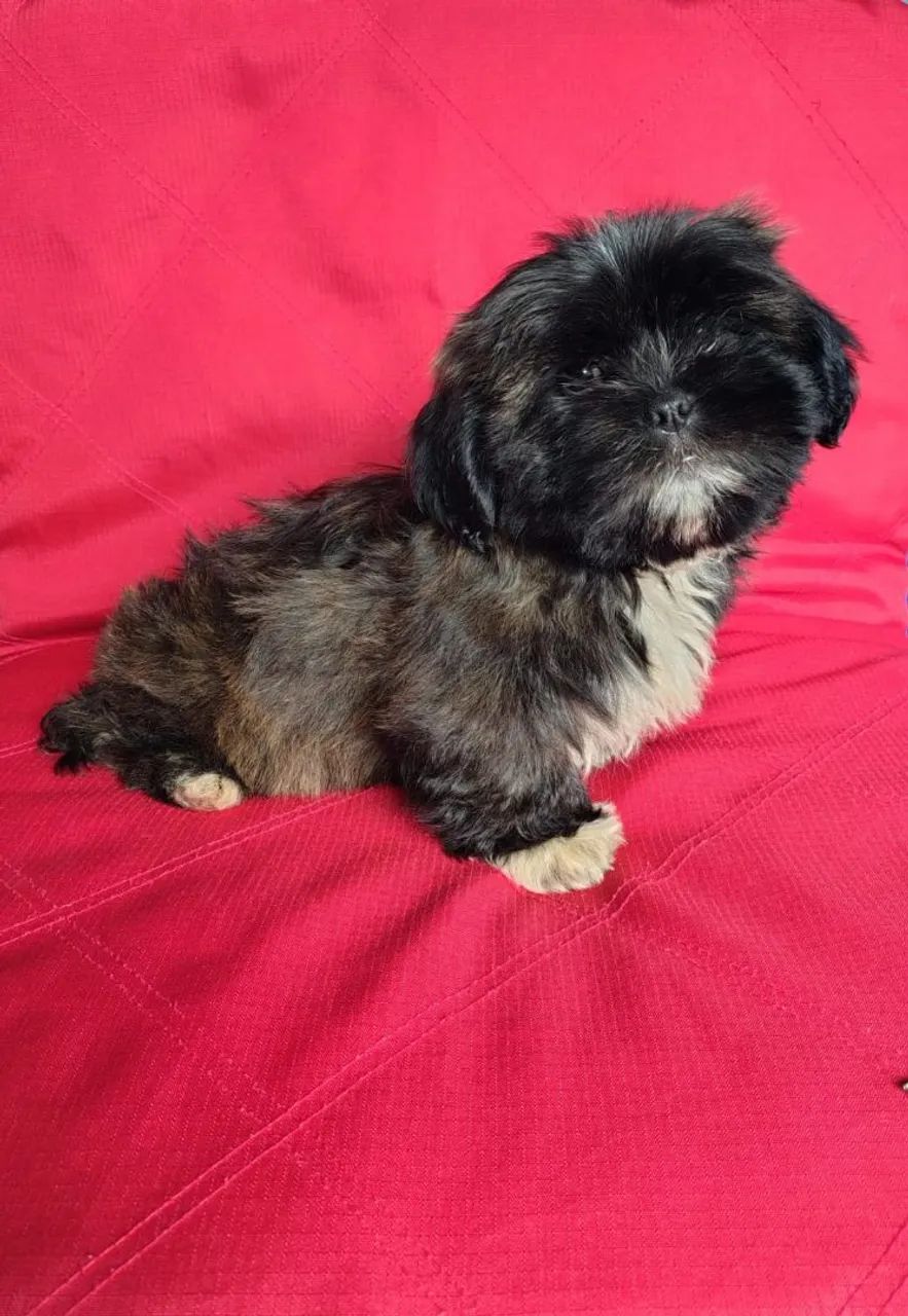 LHASA APSO MACHO BEM PEQUENO  - Foto 3