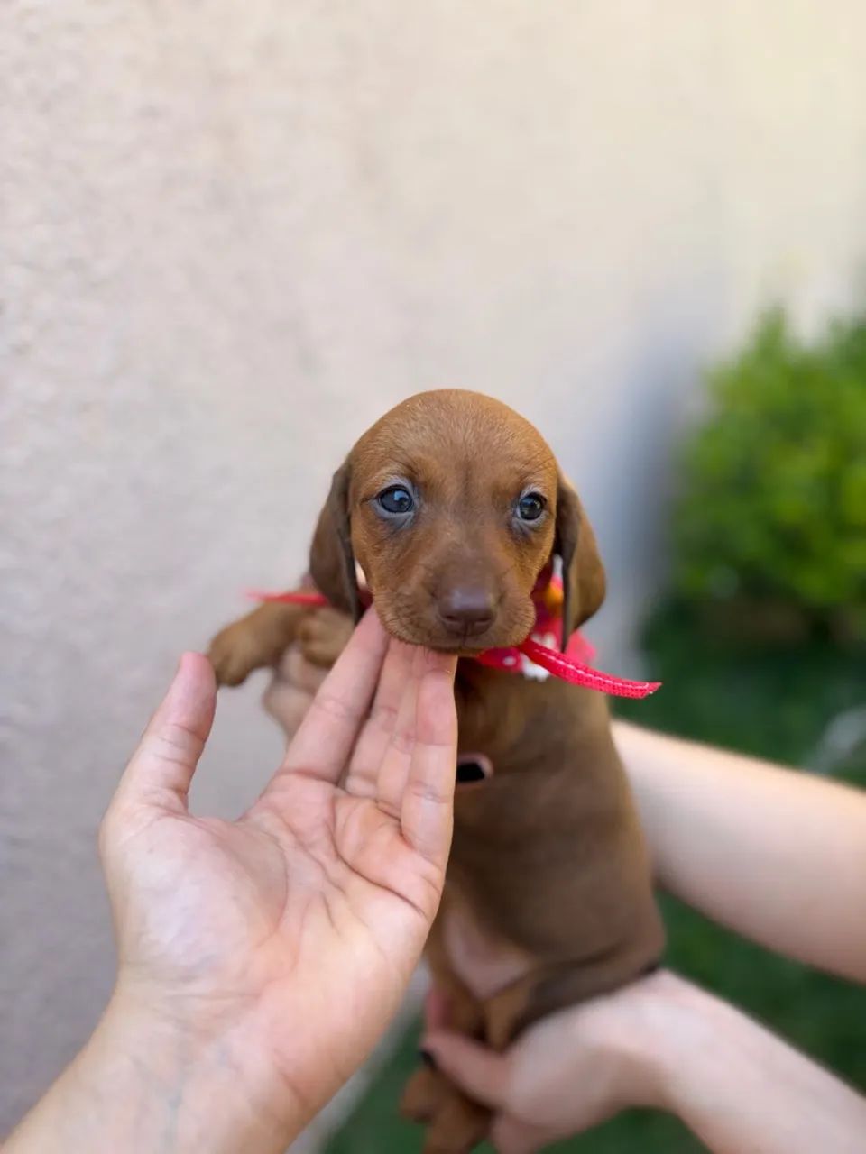 Fêmea dachshund dourada 