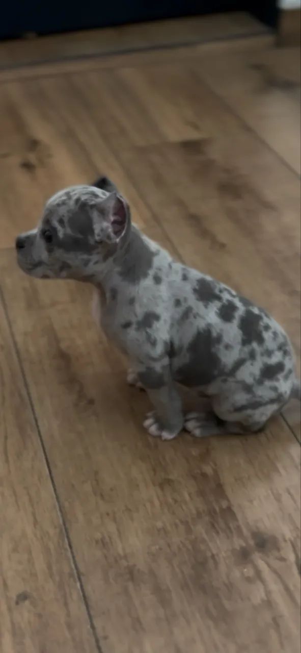 American bully  - Foto 2