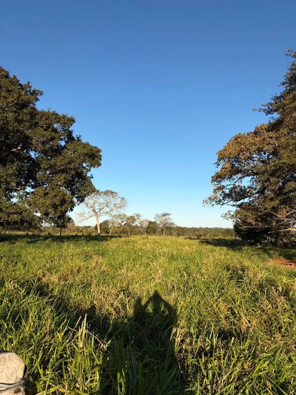 Fazenda com 115 Hectares a venda em Anastacio MS - Foto 4