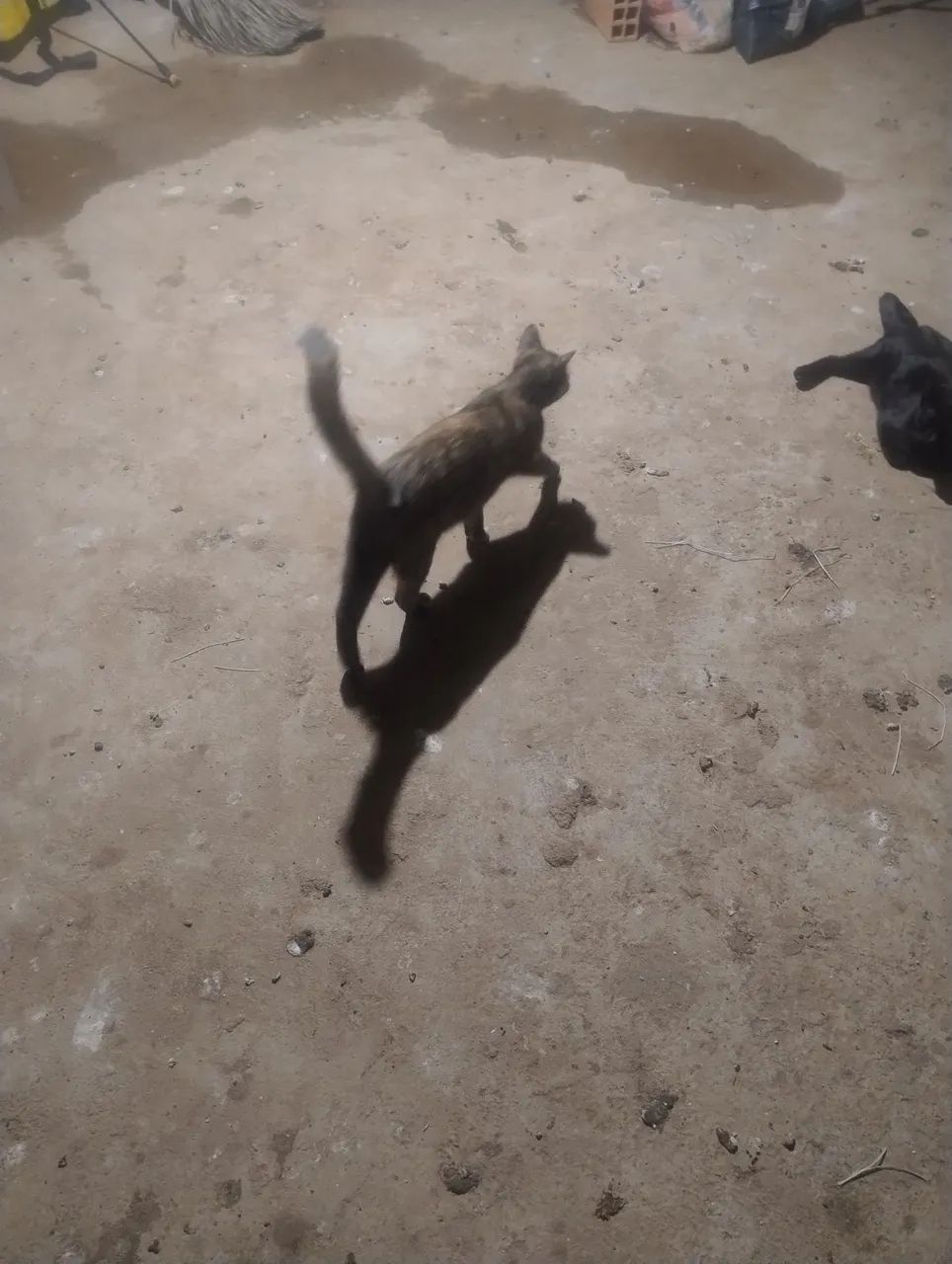 Lindos gatinhos precisando de uma moradia. - Foto 3