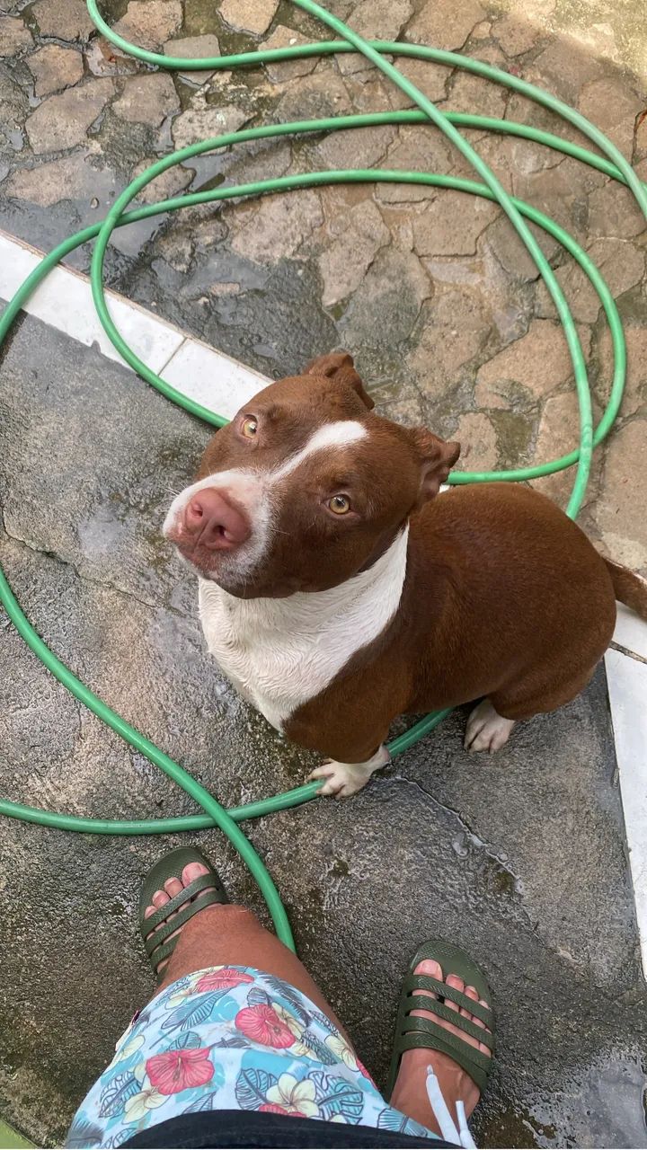 Pitbull Fêmea  - Foto 2