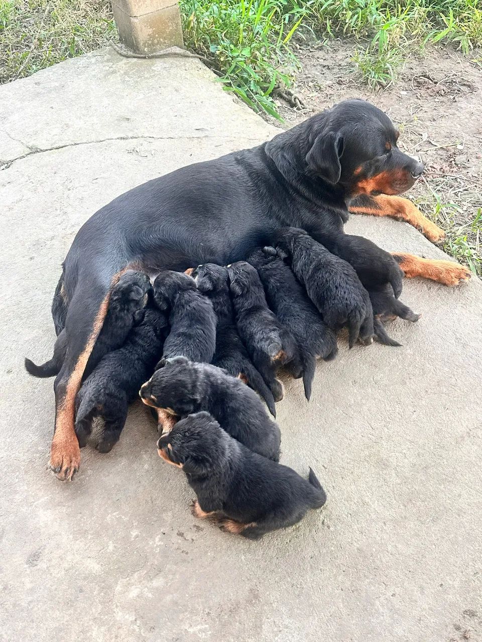 Filhotes de ROTTWEILLER - Foto 3