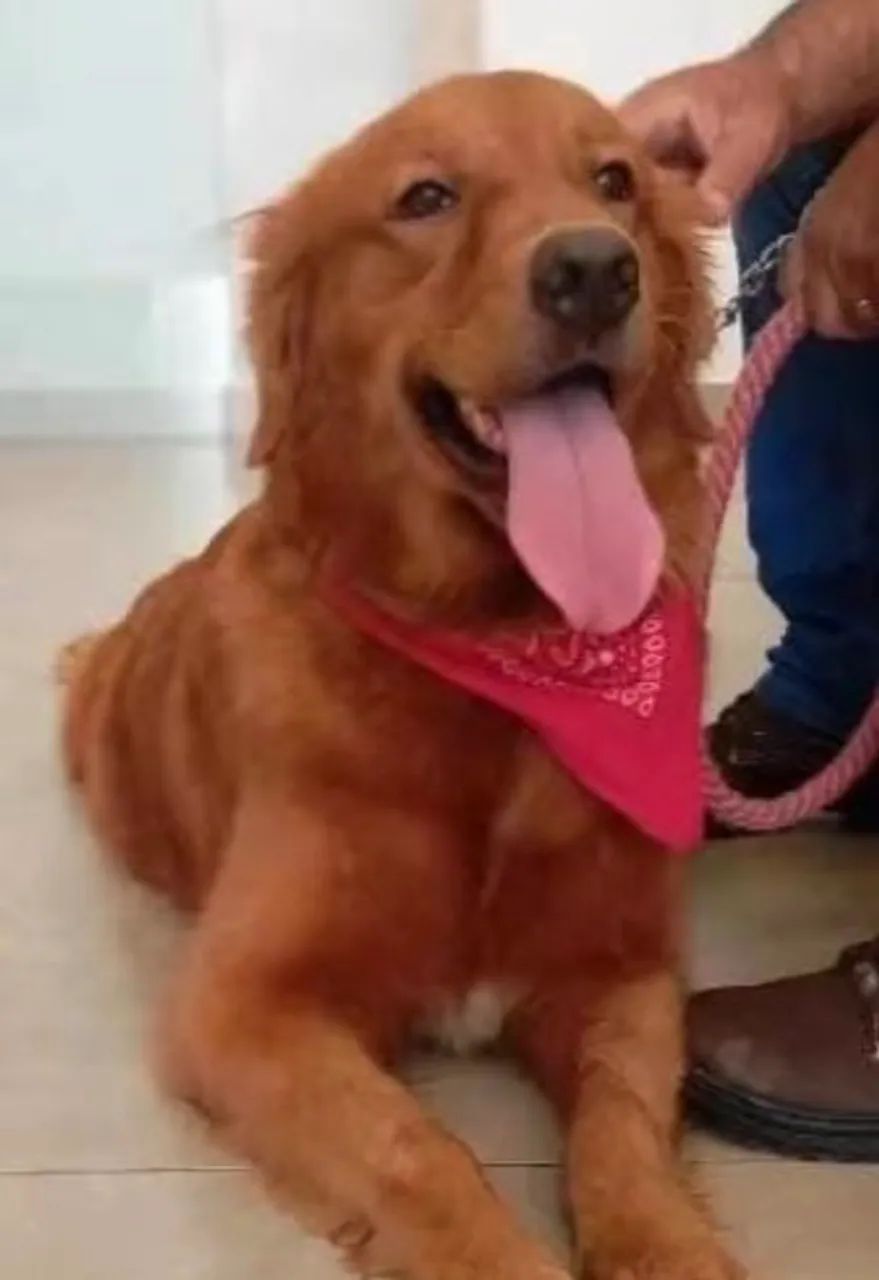 Golden Retriever  - Foto 4