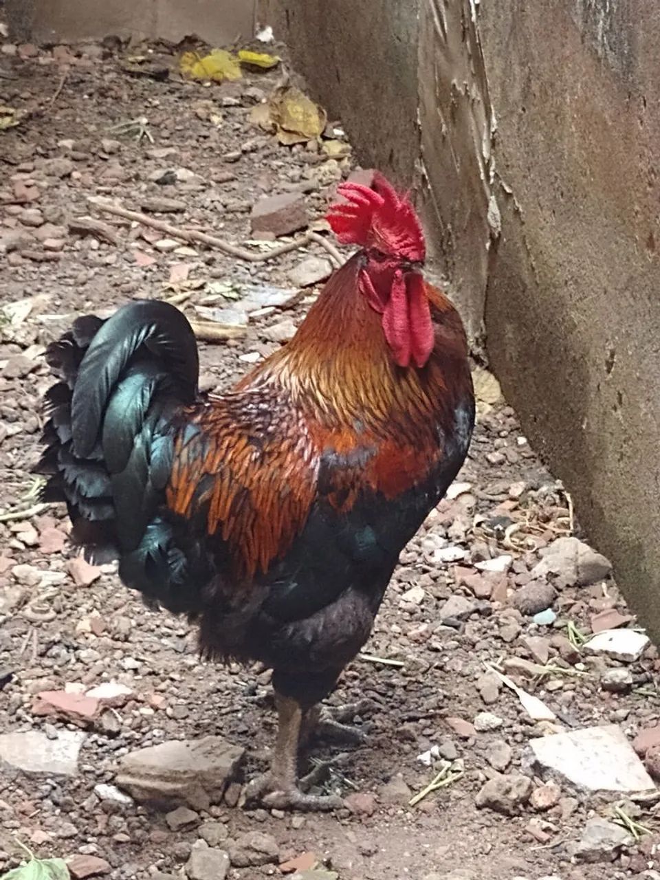 Galo