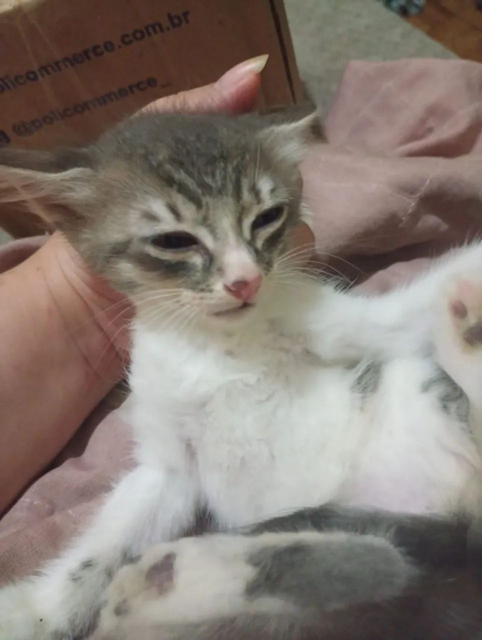 Doação de gatinhos filhotes - Foto 4