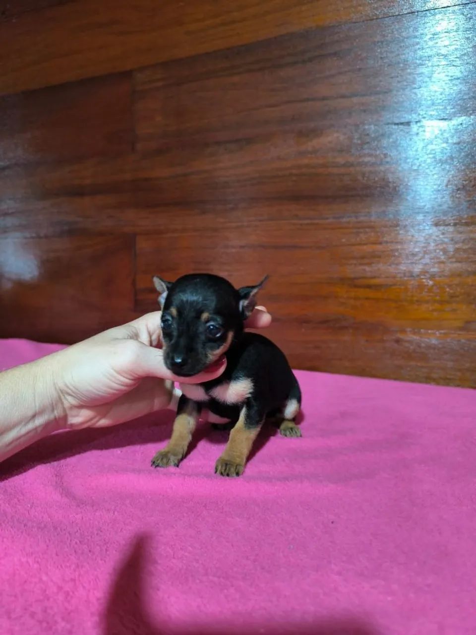 Pinscher zero  - Foto 3