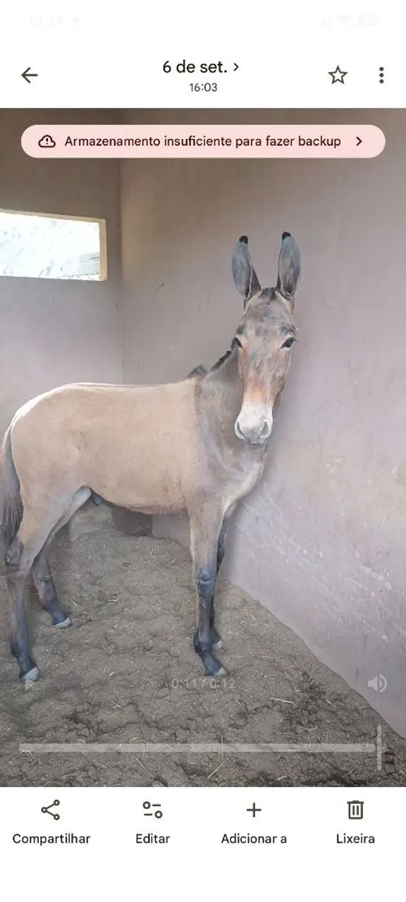 Burro marcha picada 