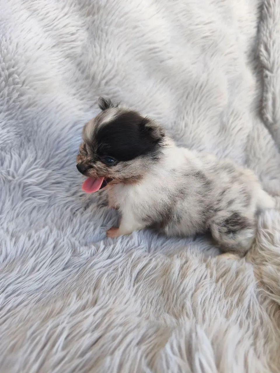 Spitz macho merle (Lulu da Pomerânia) - Foto 4