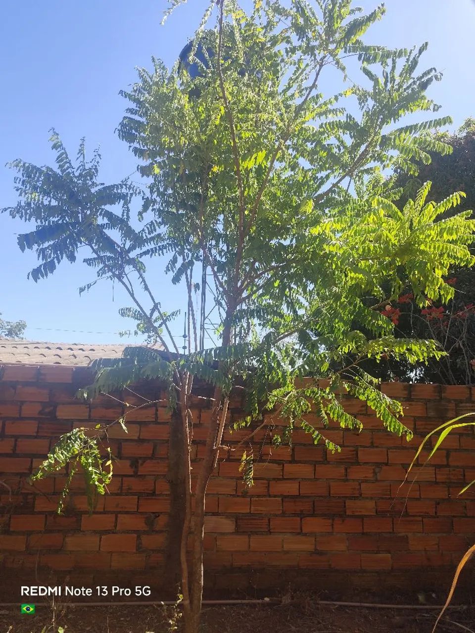 Vendo LT grande com barracão URBANO  - Foto 4
