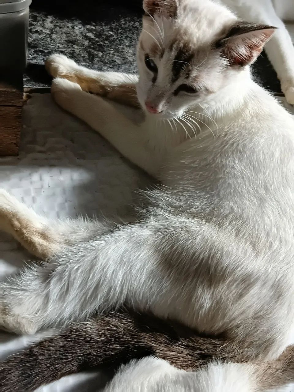 Gato
