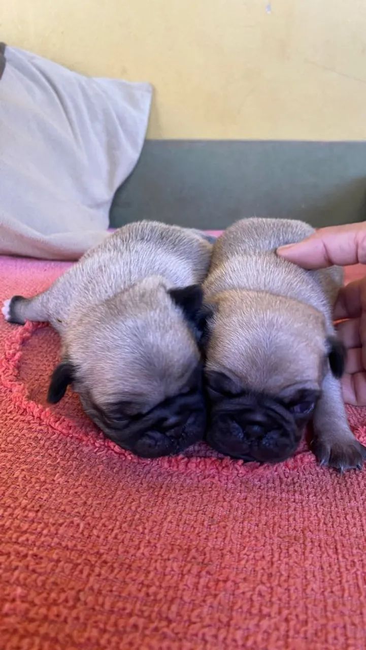 Pug mine  - Foto 4