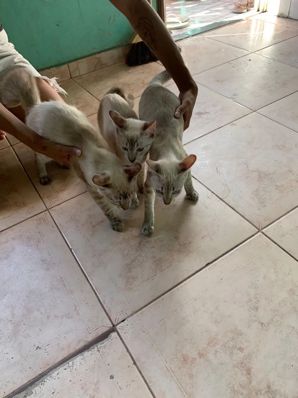 3 gatinhos machos pra doação 