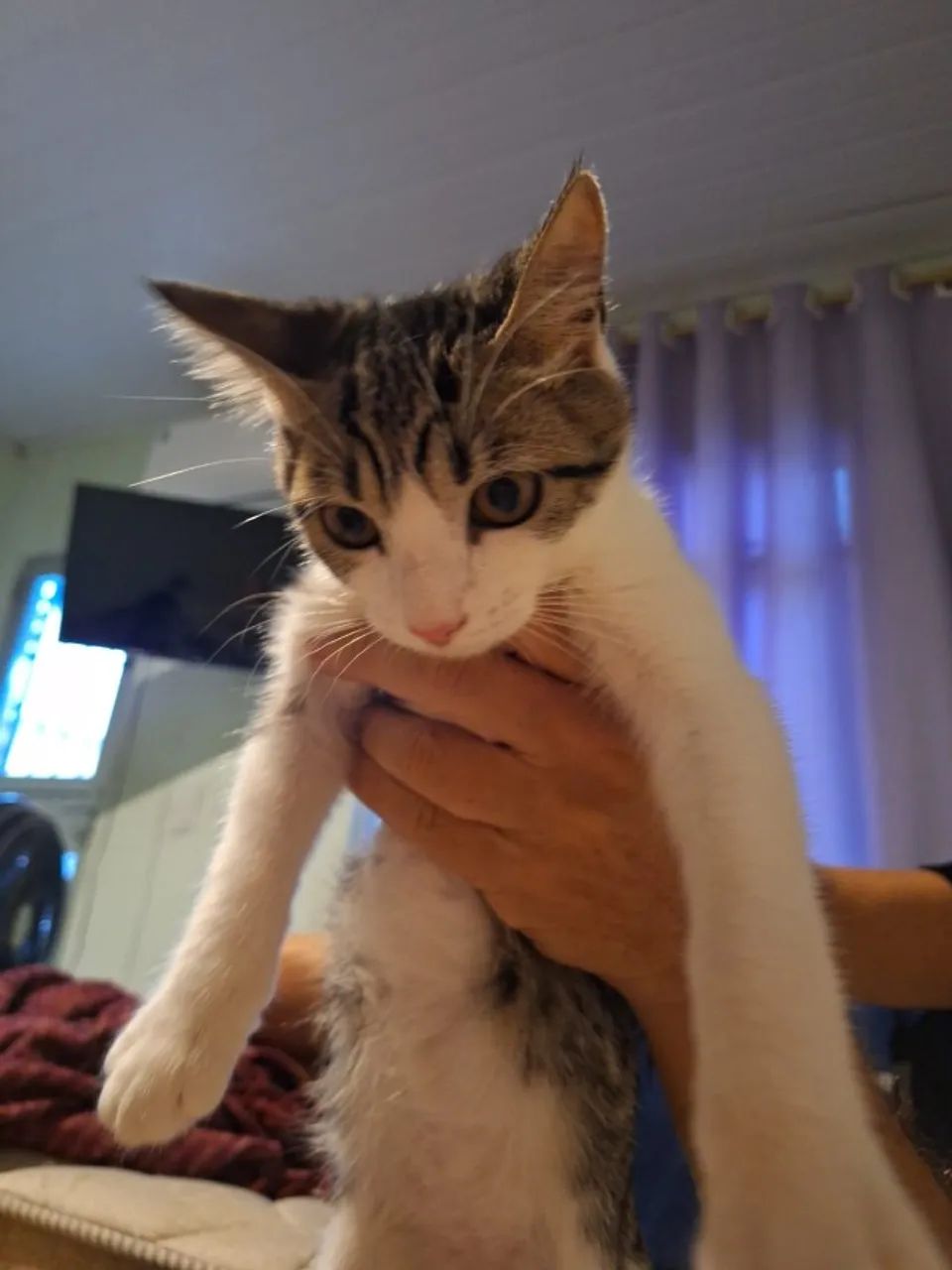 Gatinha filhote para adoção - Foto 2