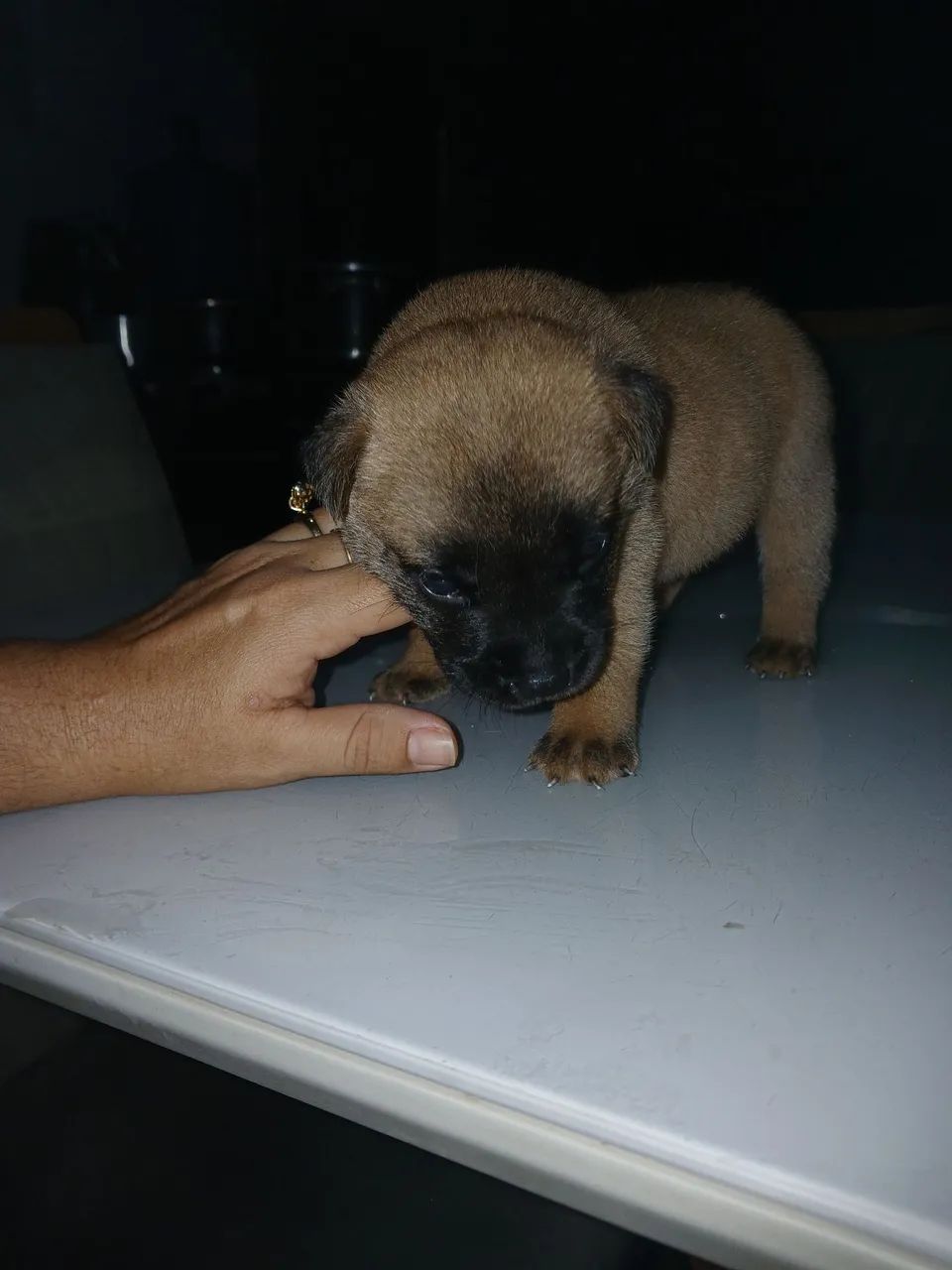 Cachorro - Foto 2