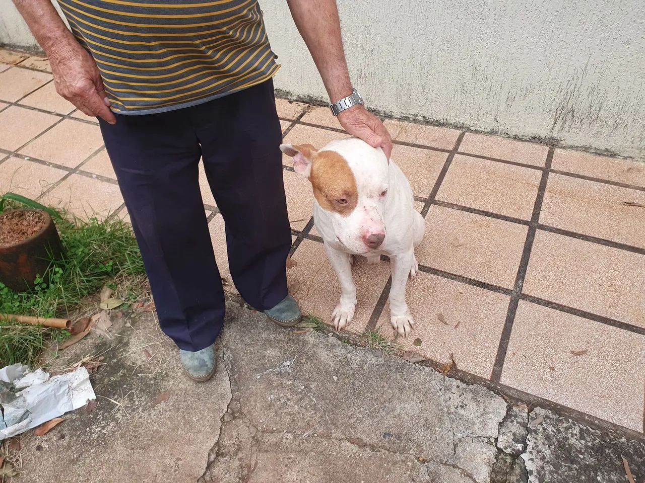 Doa se pitbull - Foto 3