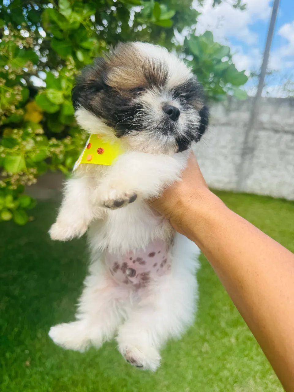 Lhasa Apso - Foto 5