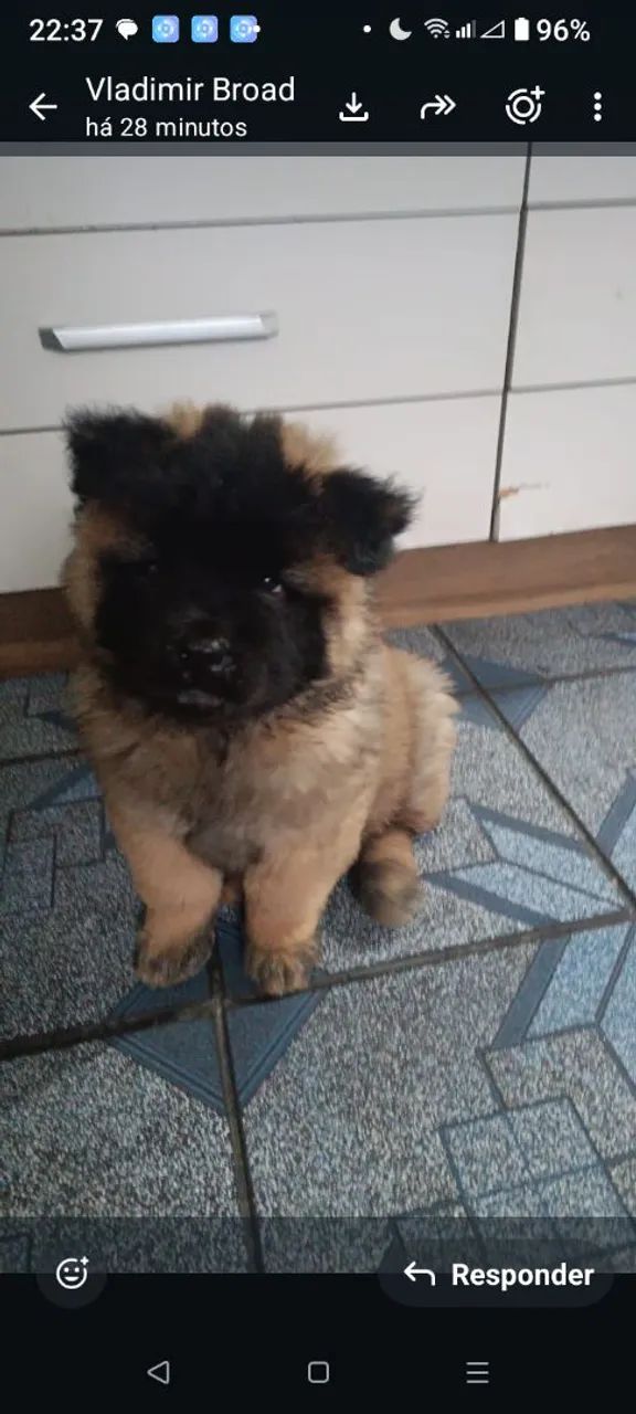 Filhotes Chow Chow Americano  - Foto 3