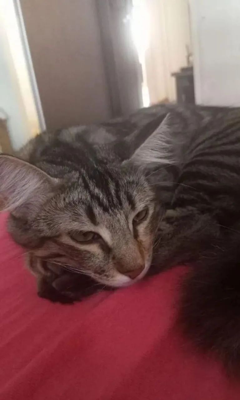 Doação de gata