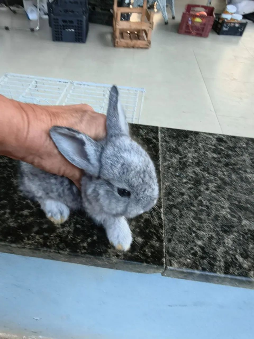 ?COELHO À VENDA ? - Foto 5