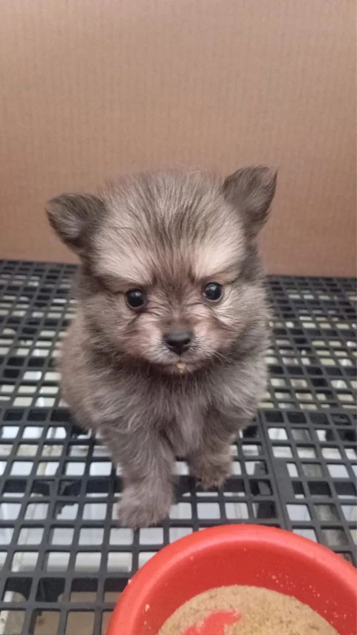 Spitz alemão  - Foto 2
