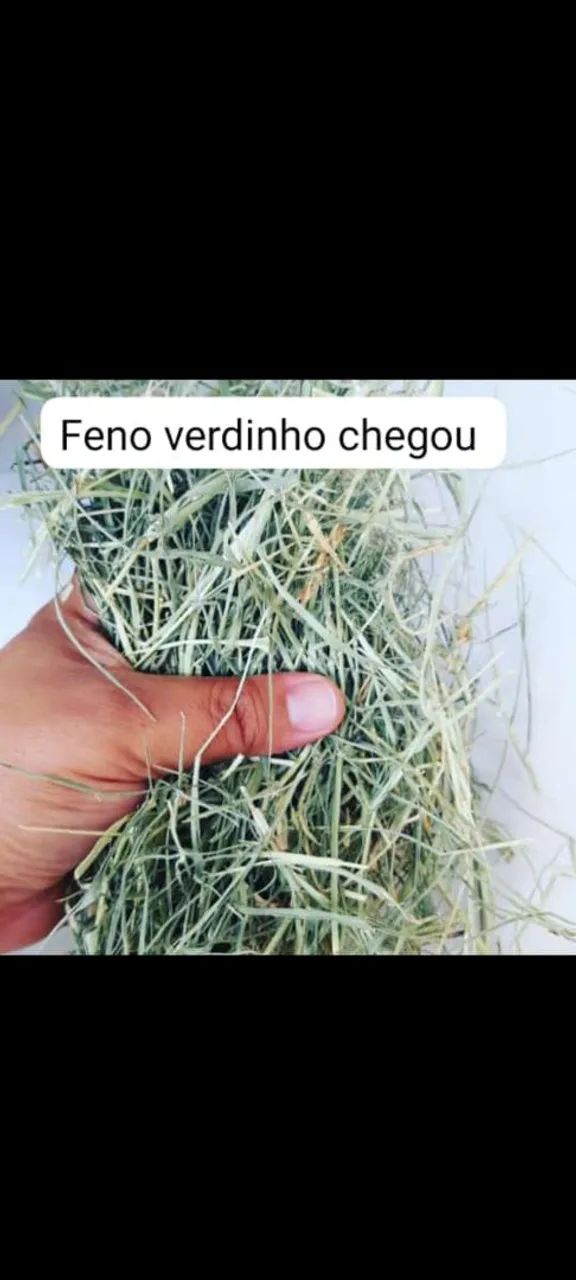 Feno verdinho Tipo A 