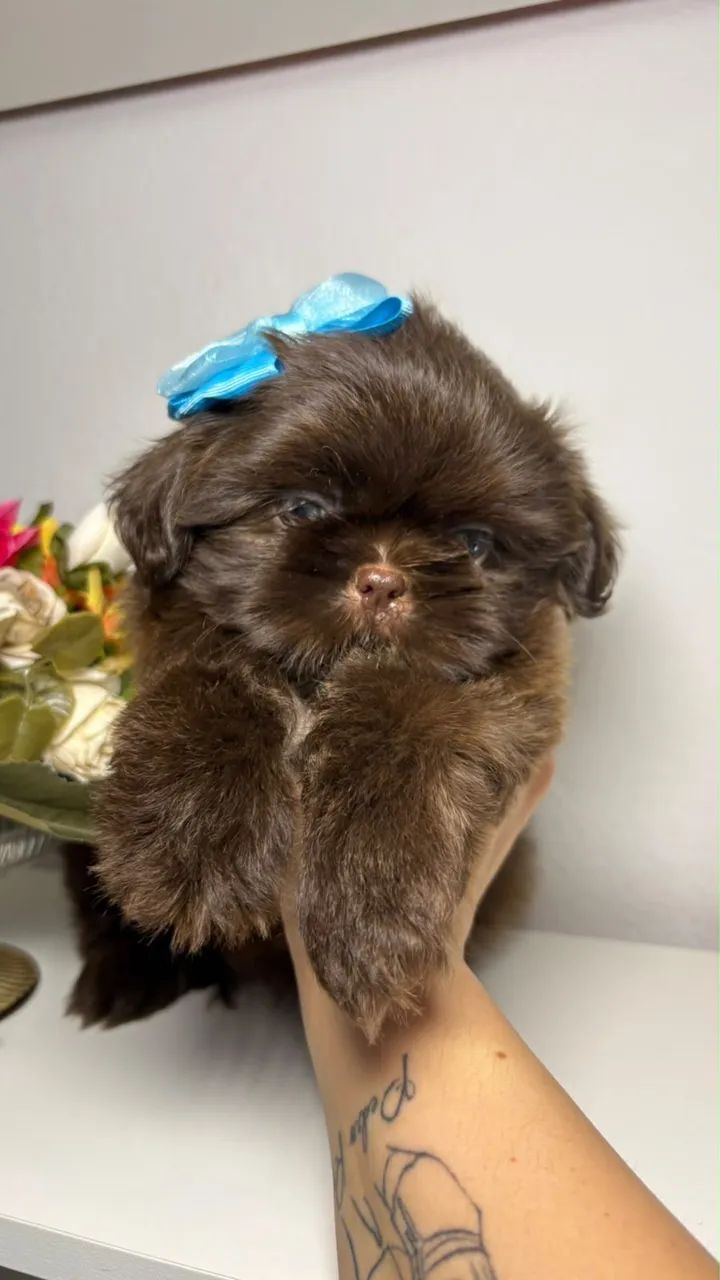 Shih tzu - Foto 5