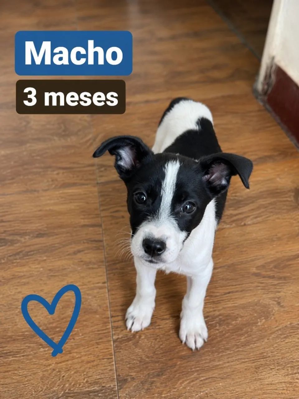 Caes para adoçao! - Foto 2