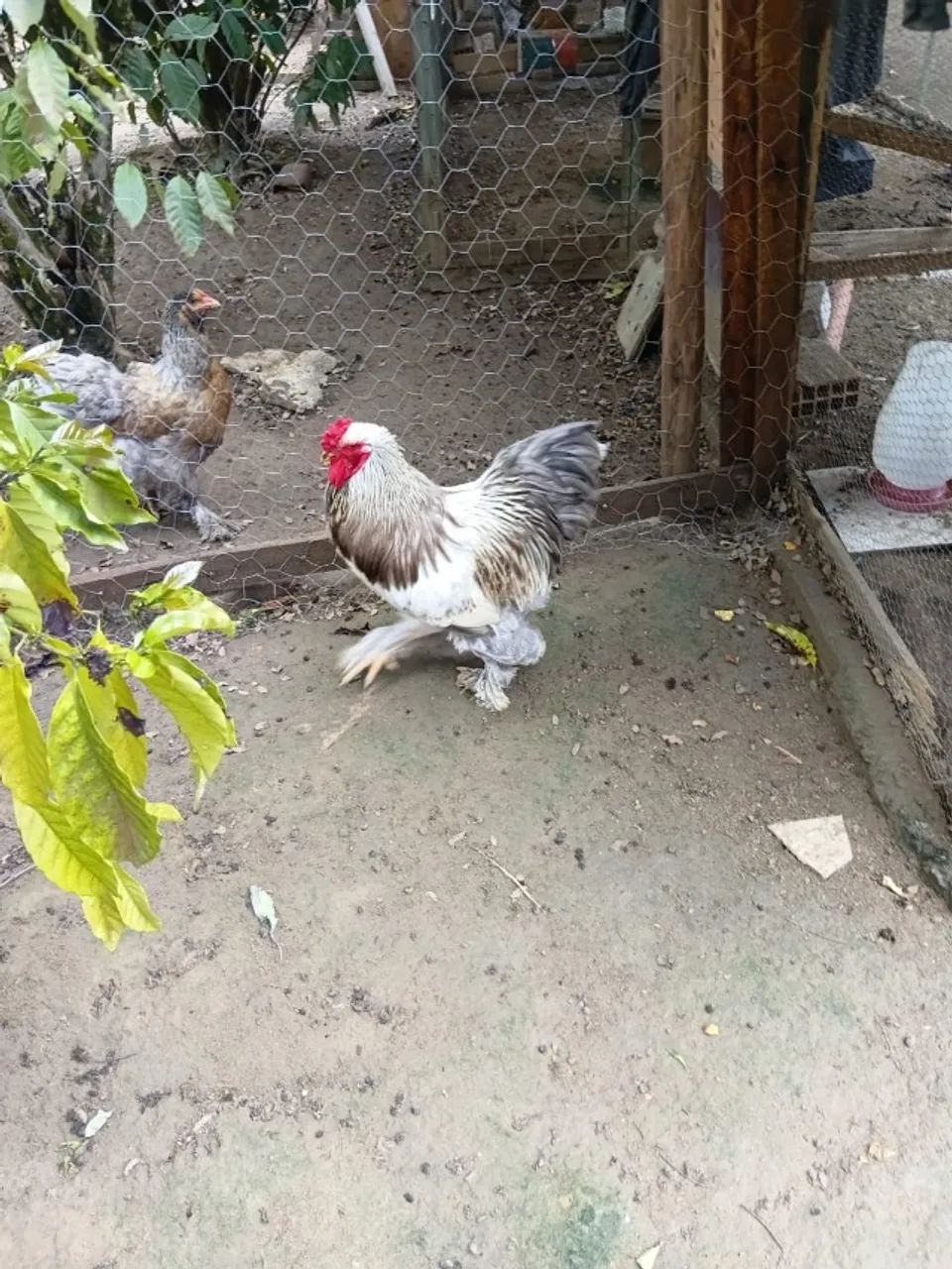 Galos Brahma - Foto 4