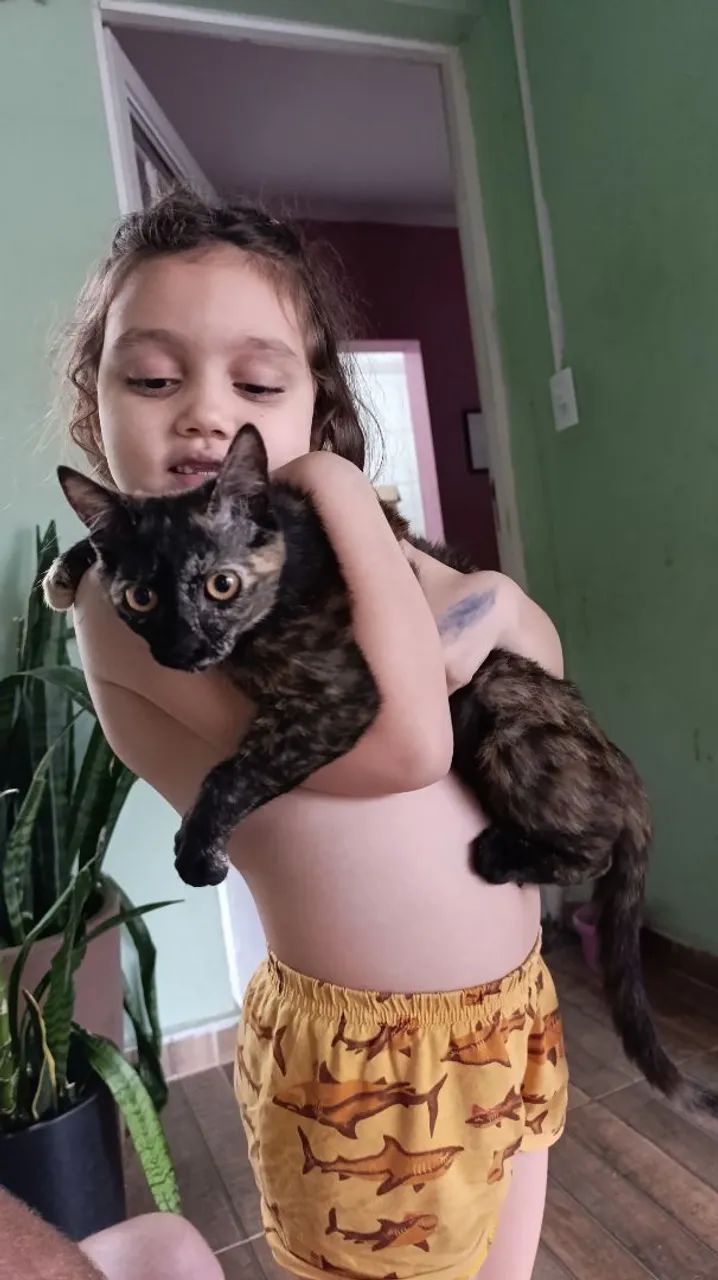 Doação gatos  - Foto 2