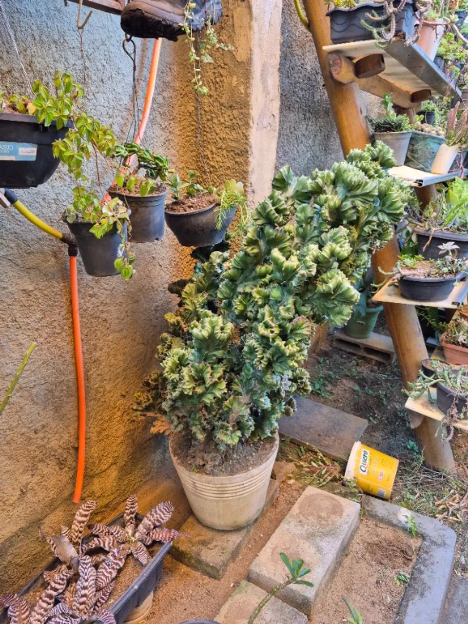 Euphorbia Cristata Grande 93 cm - Planta Ornamental - Foto 2