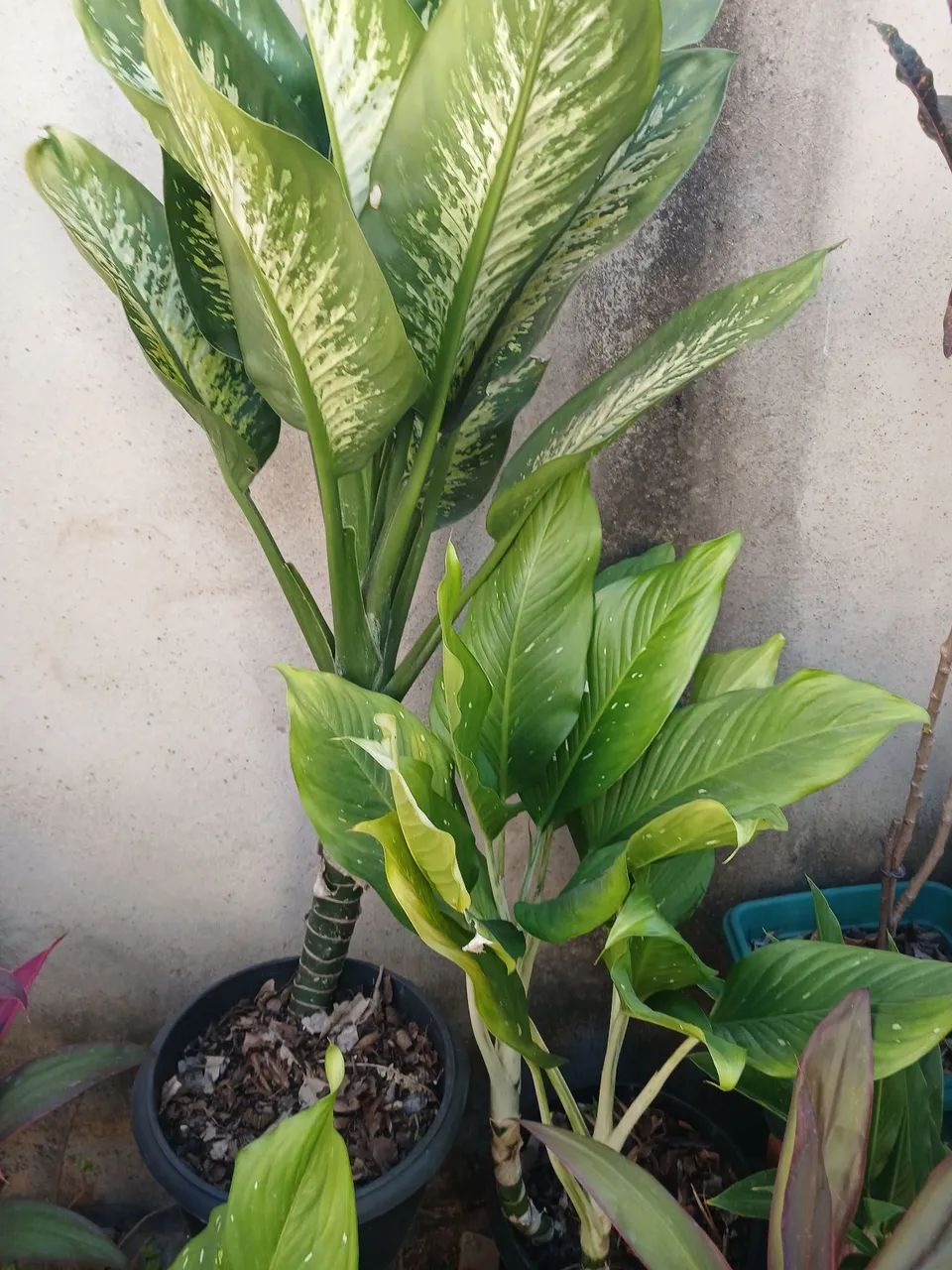 PLANTAS ORNAMENTAIS 100% natural  - Foto 5