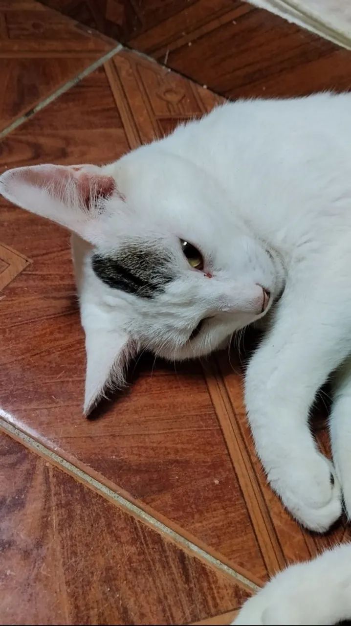 Doa-se gatinho macho branquinho  - Foto 2