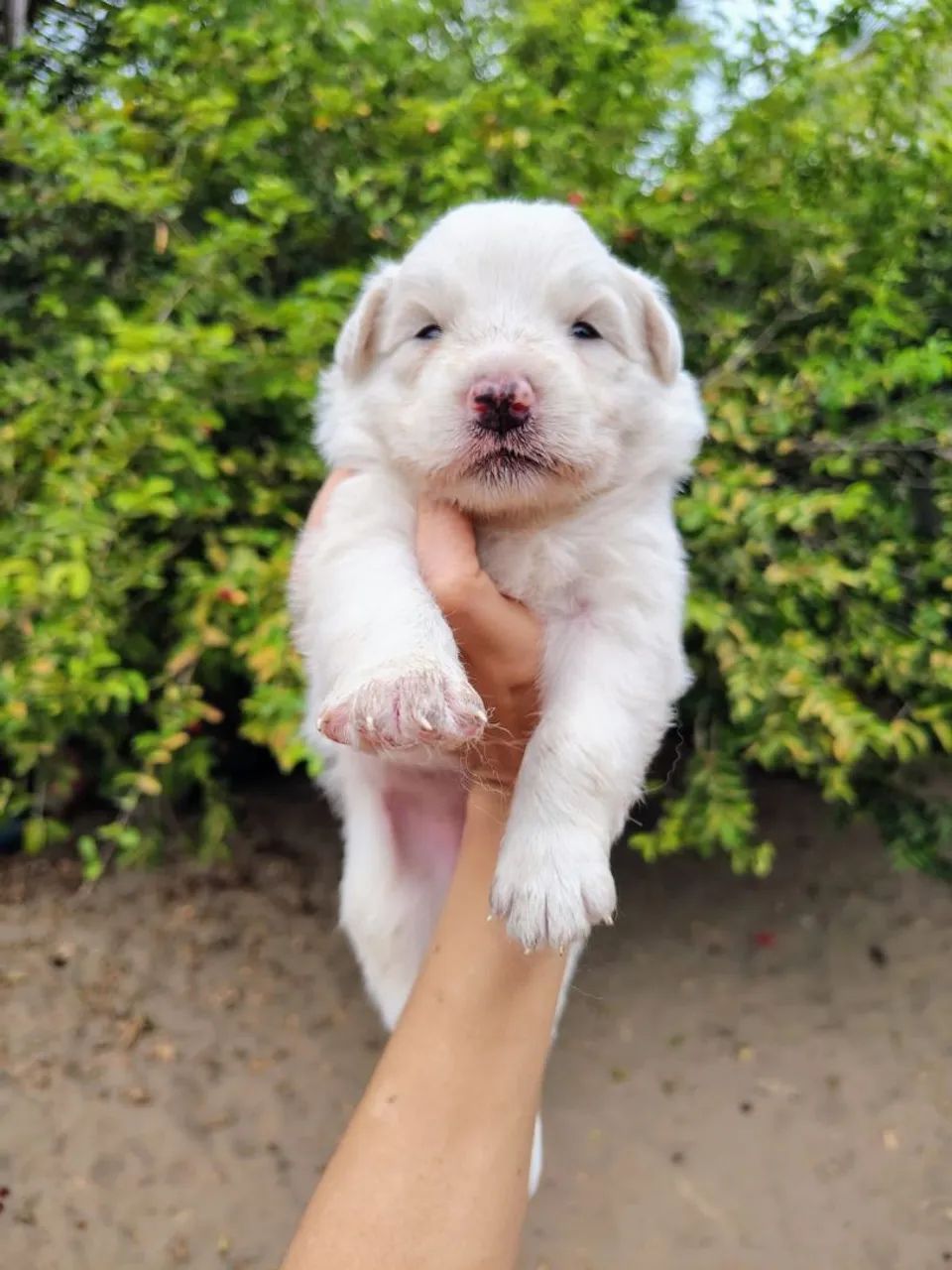 Filhote de Border Collie com pedigree CBKC  - Foto 4