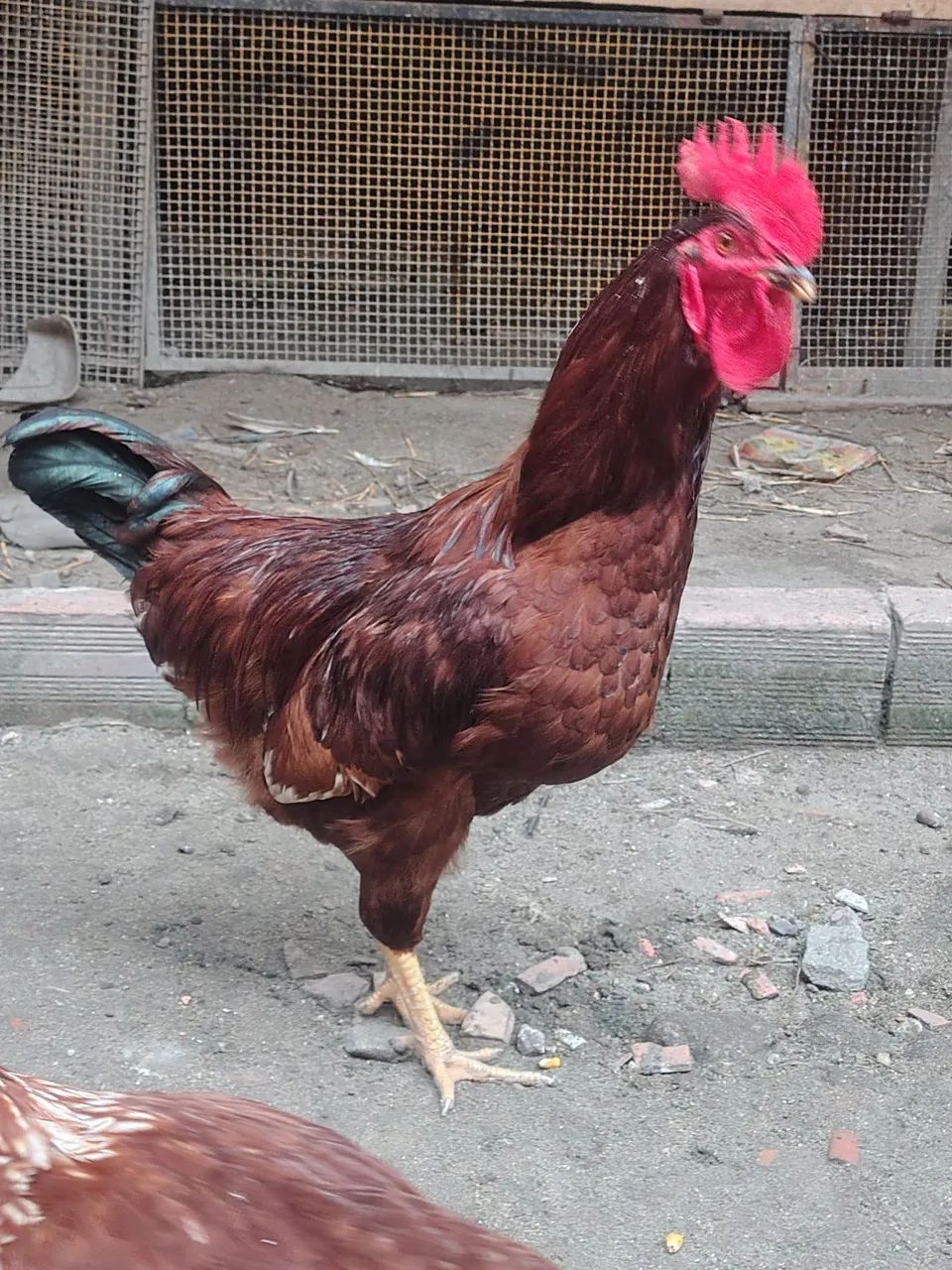 Frangos e galos  - Foto 4