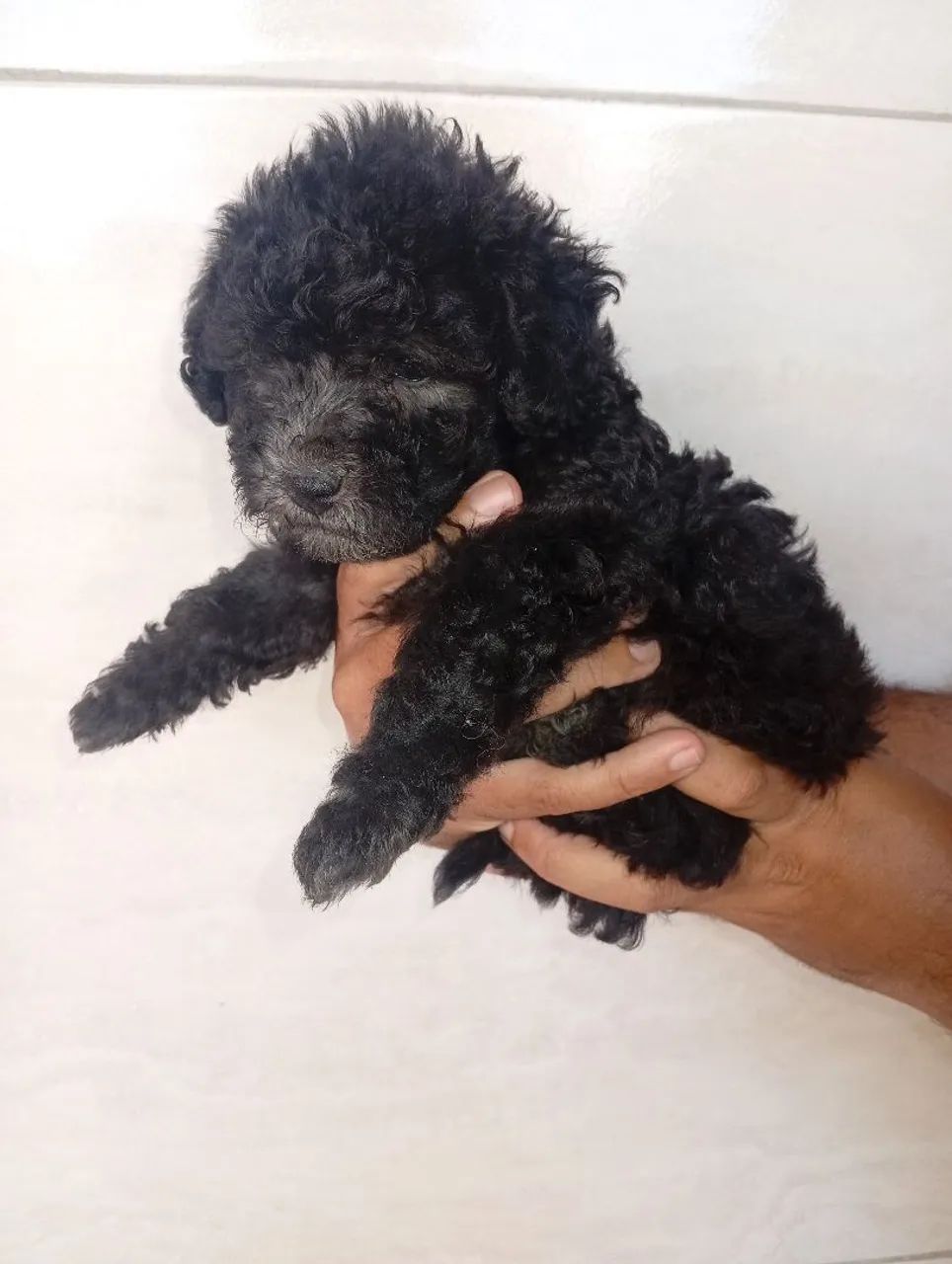 Poodle toy original machos - Foto 4