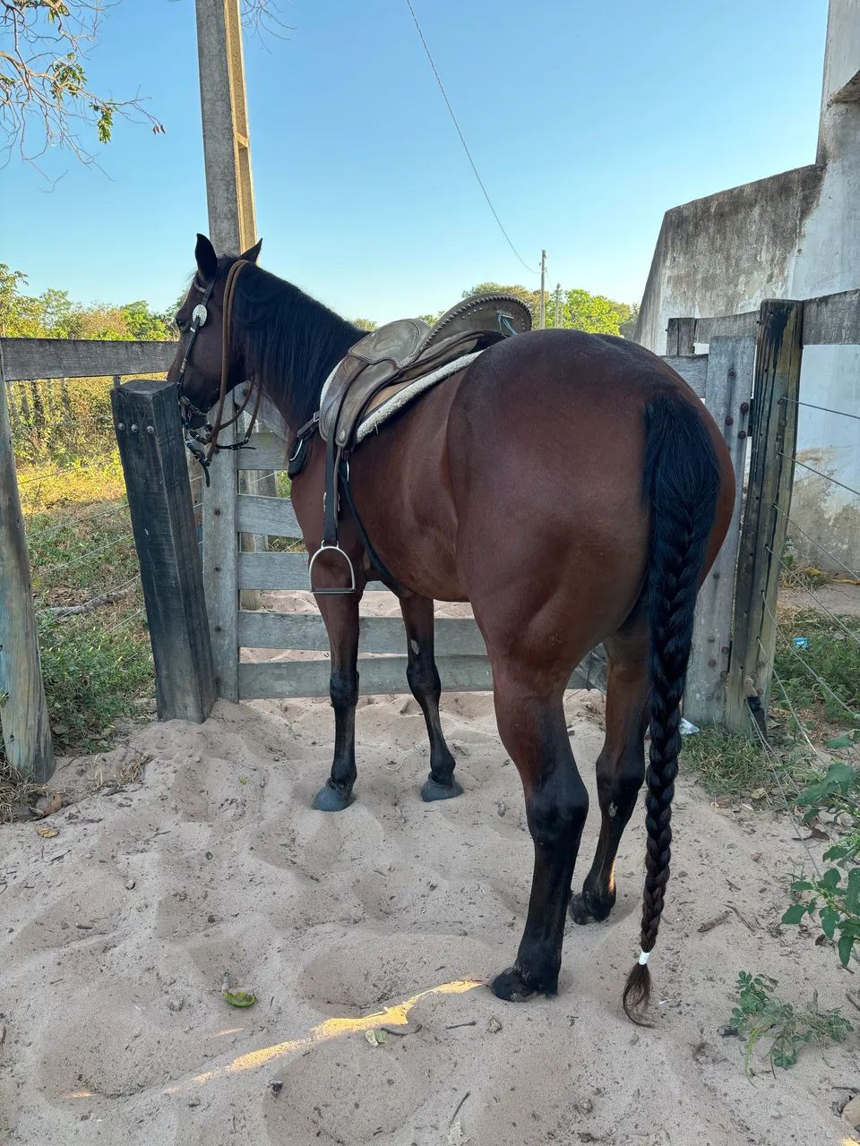Cavalo direita a venda - Foto 3