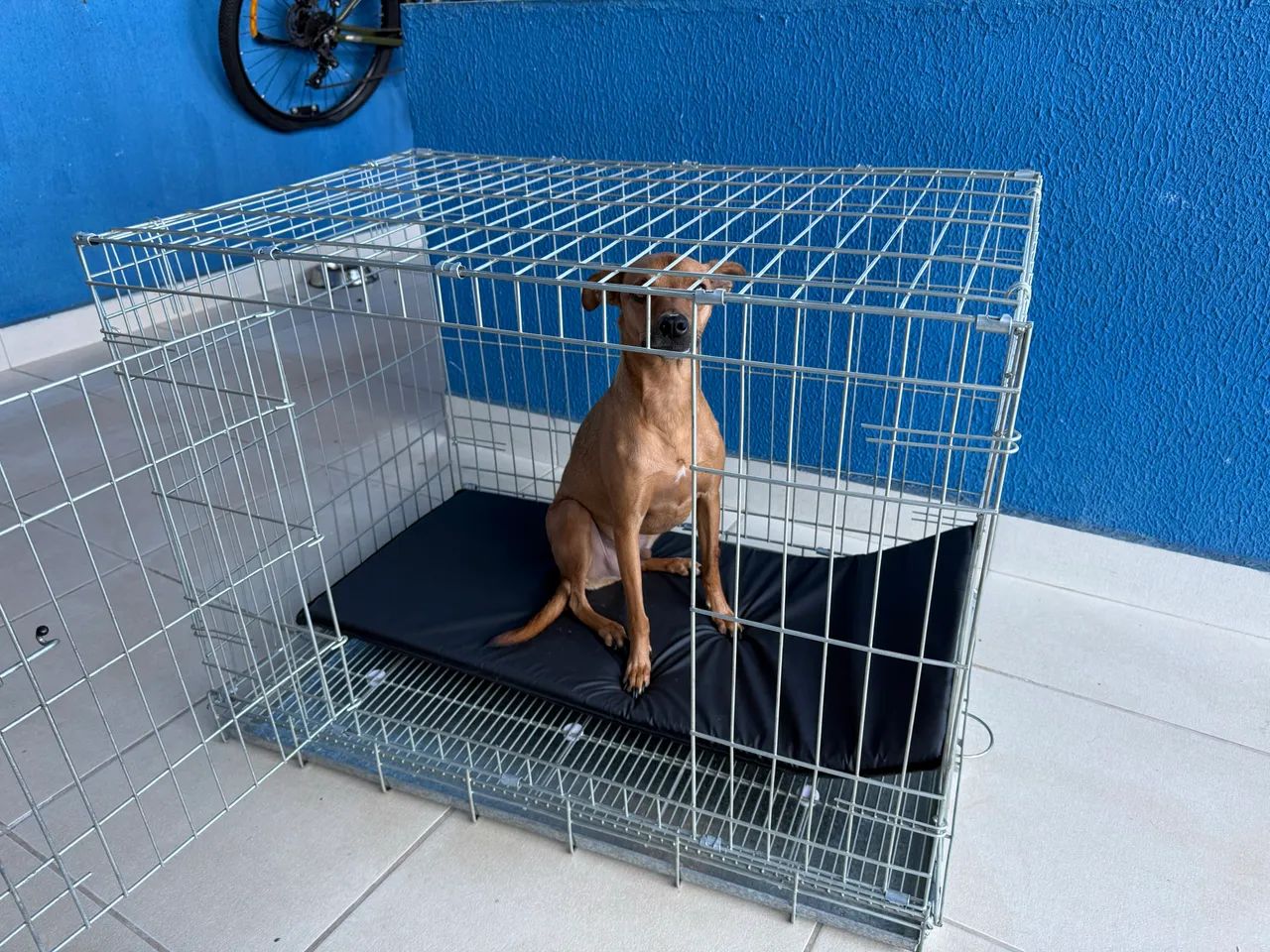 Canil / gaiola / caixa de transporte pra cão  - Foto 6