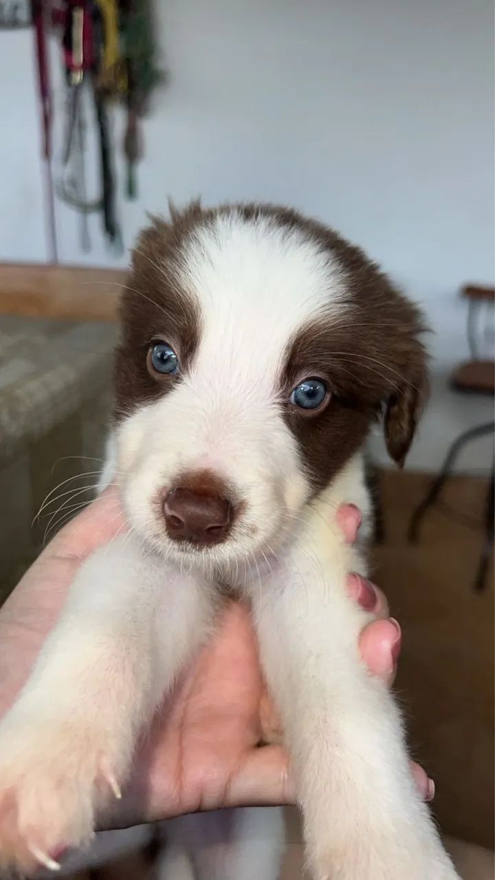 Filhotes Boder Collie - Foto 2