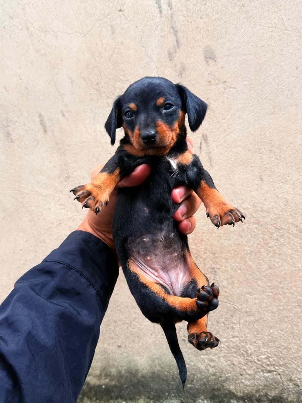 Filhotes de Pinscher  - Foto 3