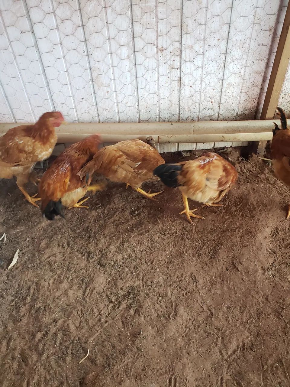 Frango caipira  - Foto 3