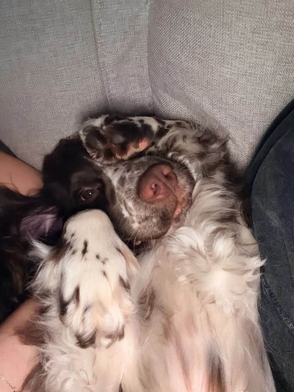 COCKER SPANIEL PROCURA NAMORADA - Foto 4