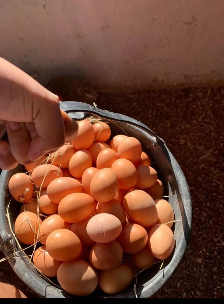 Vendo Ovos Caipira da Roça! - Foto 2