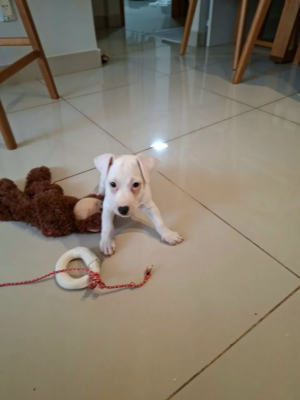 Jack Russel Terrier 