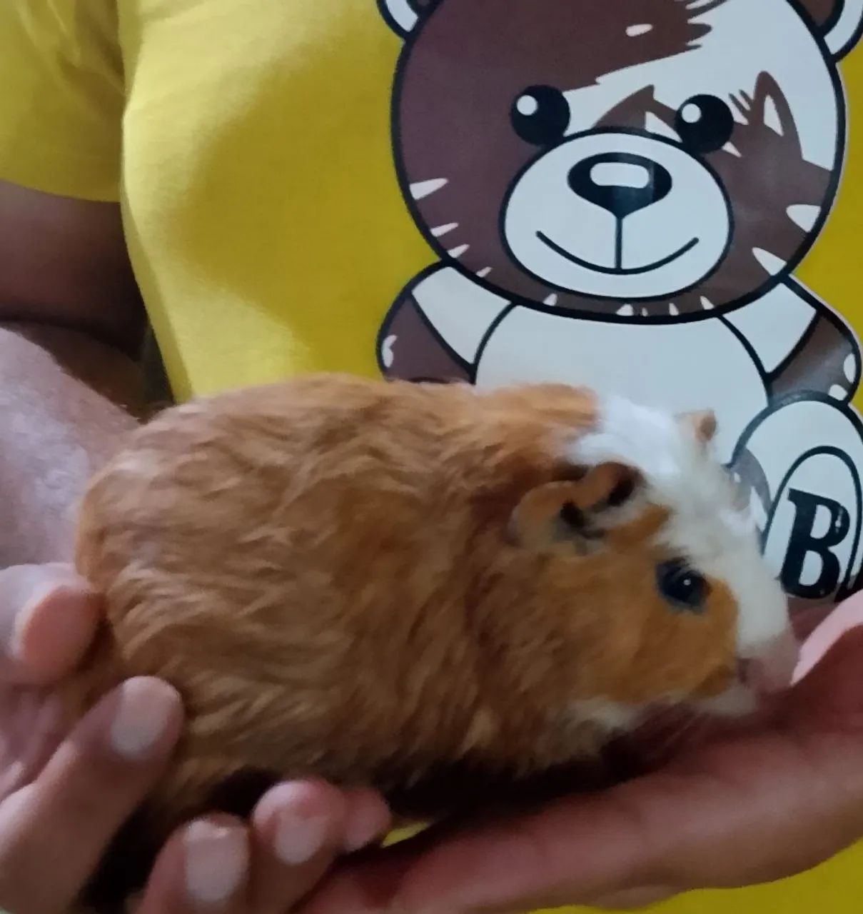 Porquinho da índia macho 