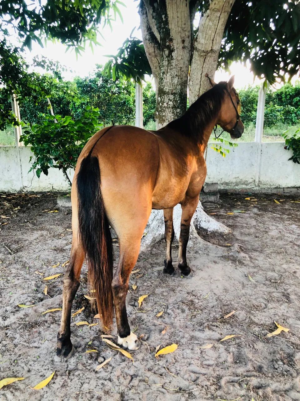 Pra vender rápido égua MM  - Foto 3